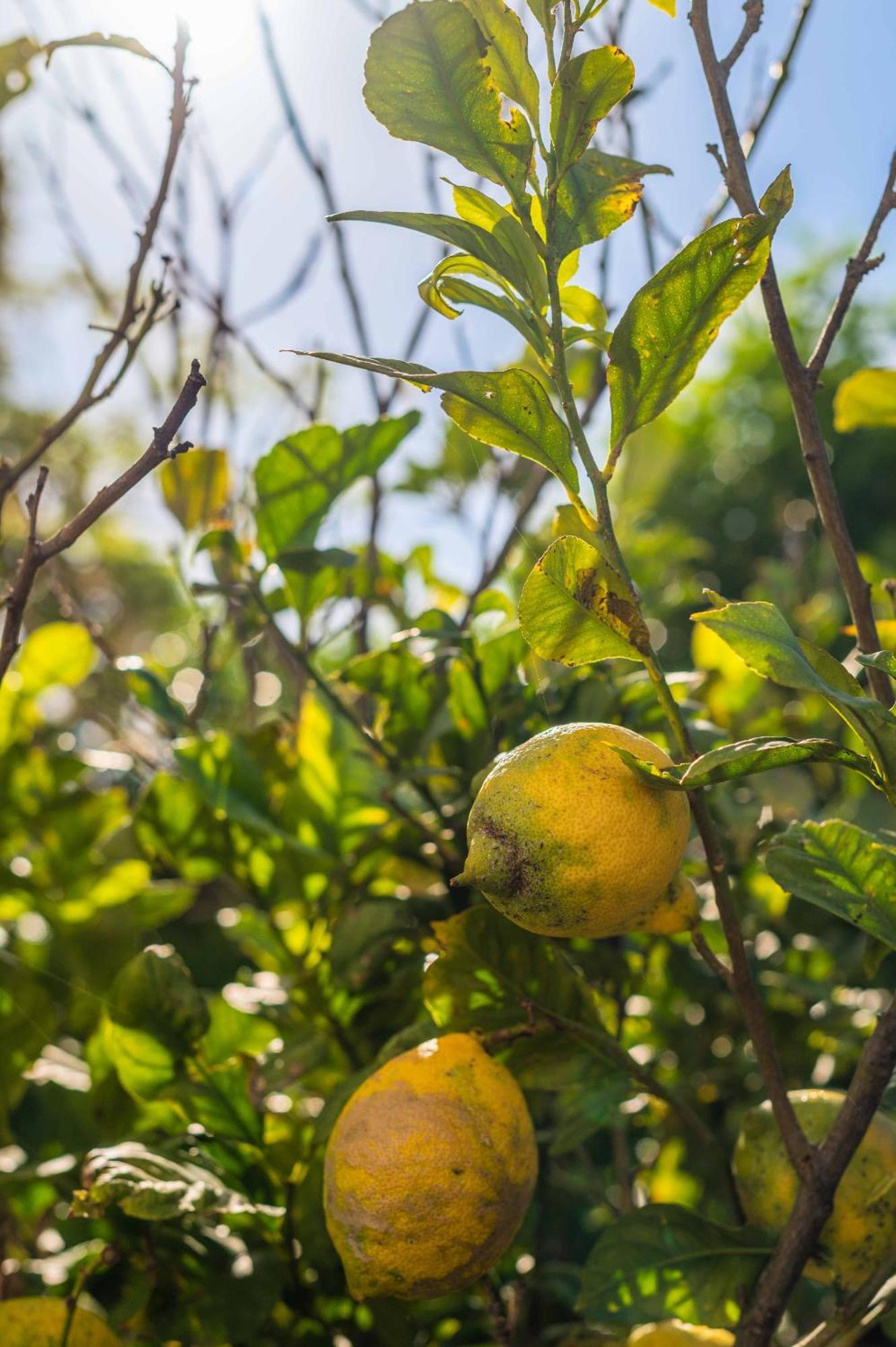 Lemon House - 400M From The Beach - Wifi 阿尔布费拉 外观 照片