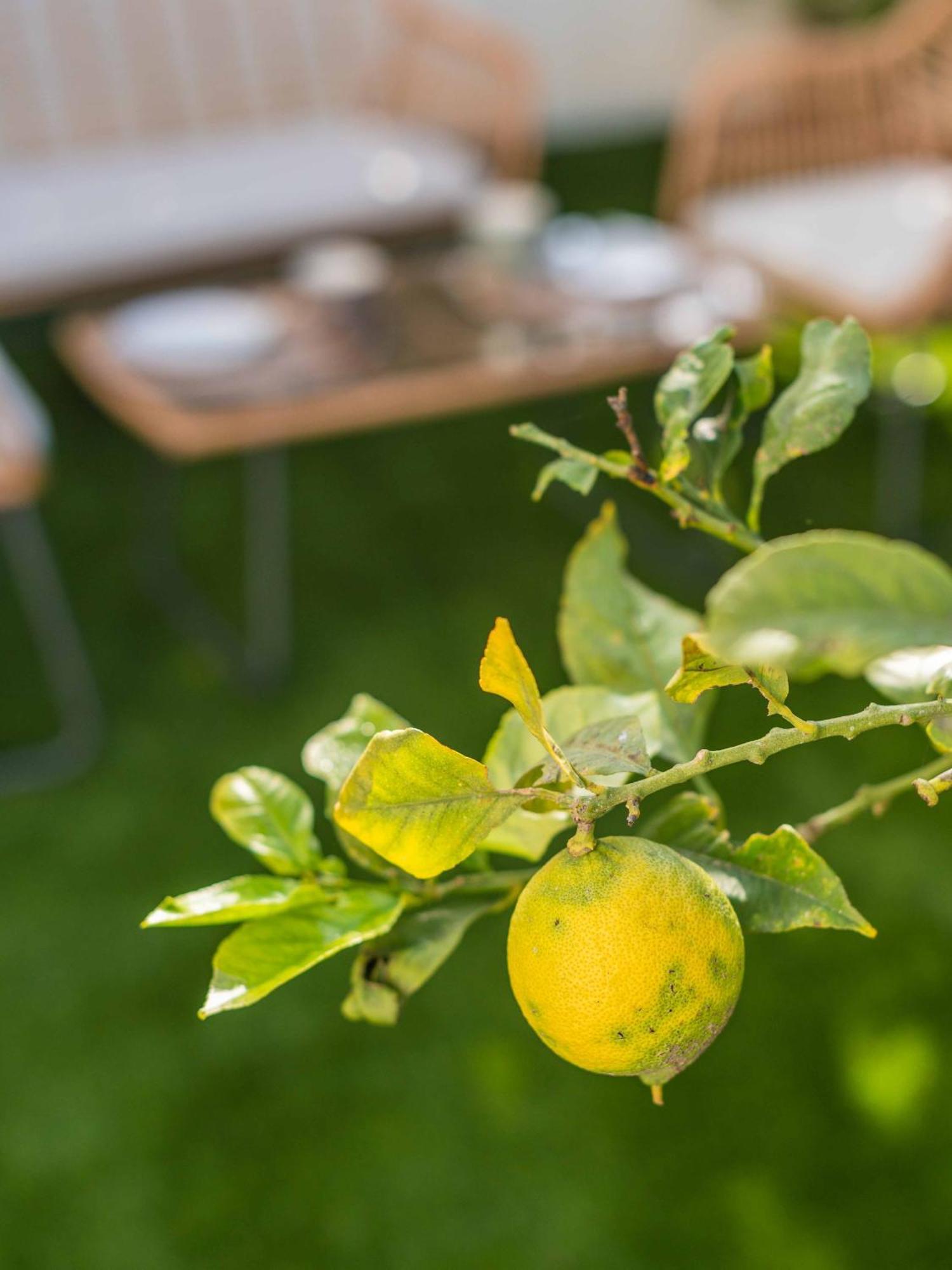 Lemon House - 400M From The Beach - Wifi 阿尔布费拉 外观 照片